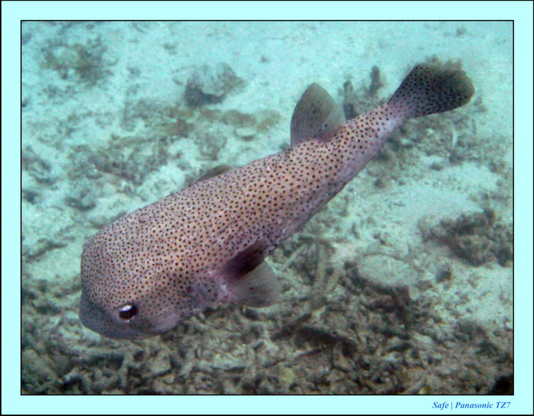 2009   07   Matakin 42